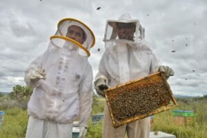 Apoyo de concurrencia fortalece la producción de miel en Tacoaleche